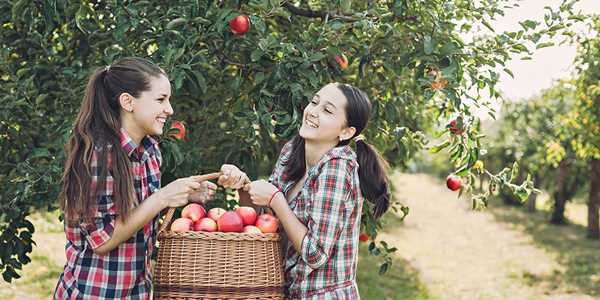 What Is The Best Month To Go Apple Picking In Washington?